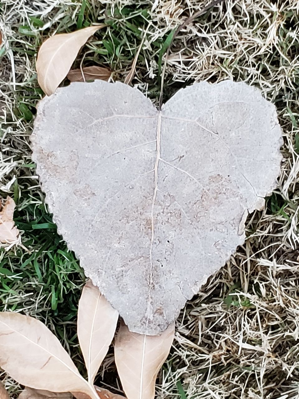 heart leaf