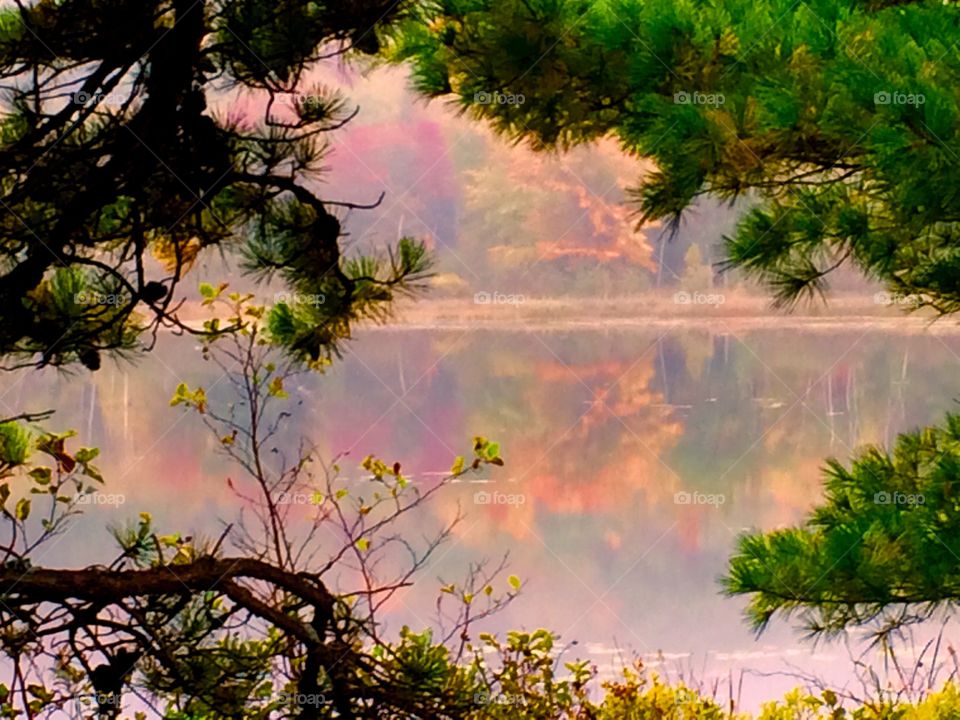 Reflection of trees in lake