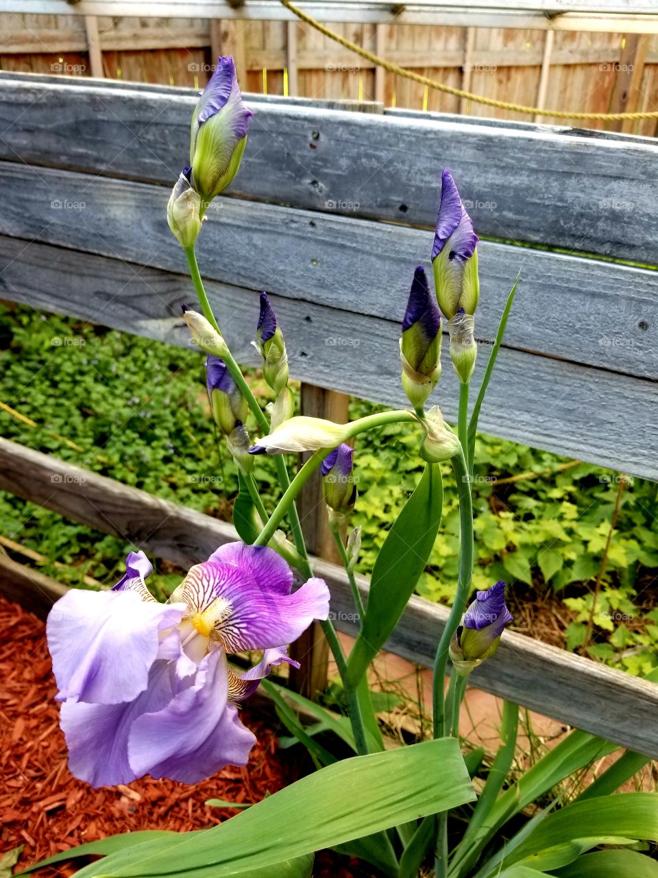 Summer Blooms