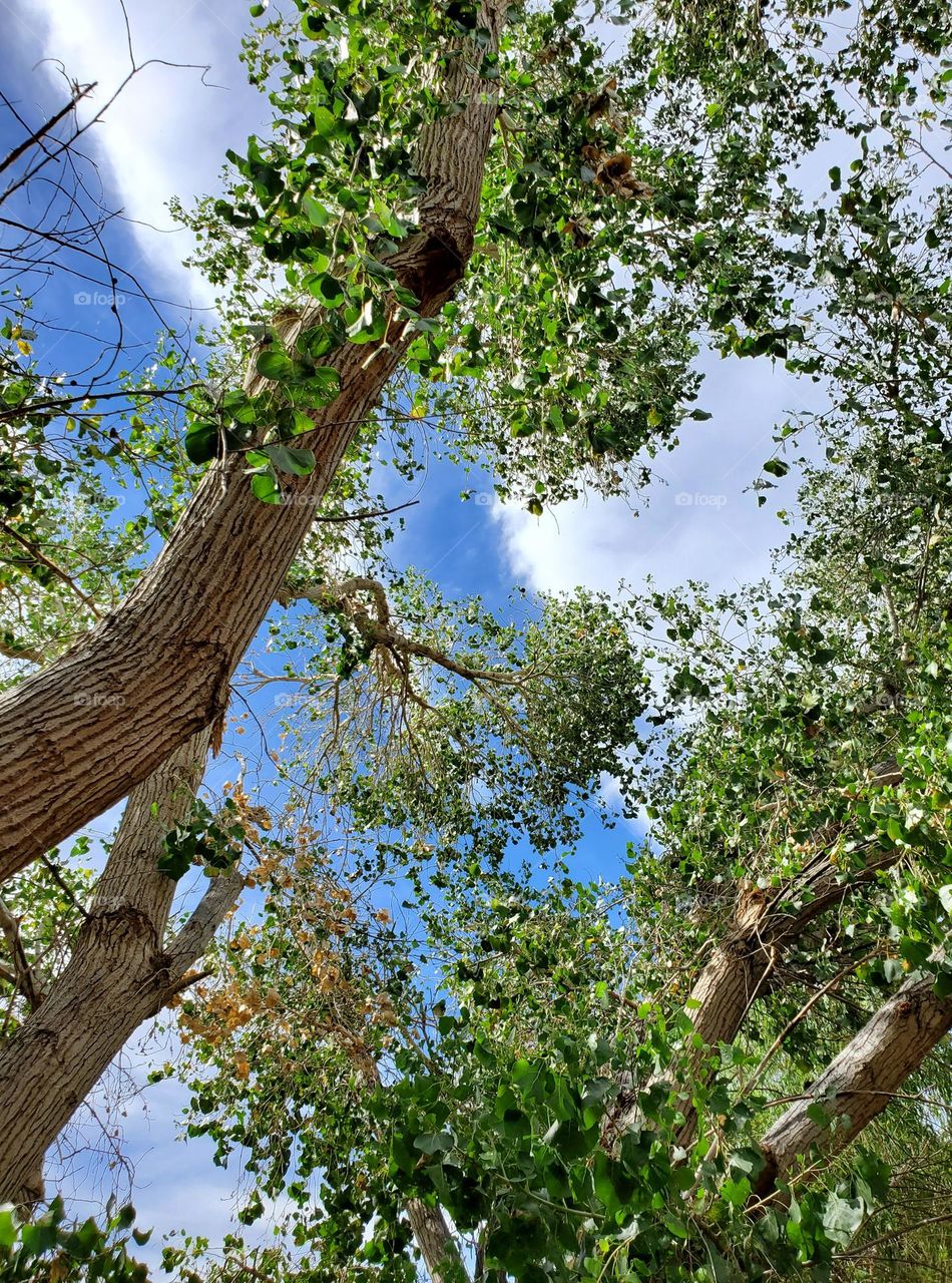 Beautiful Tree Against a Blue and Cloudy Sky