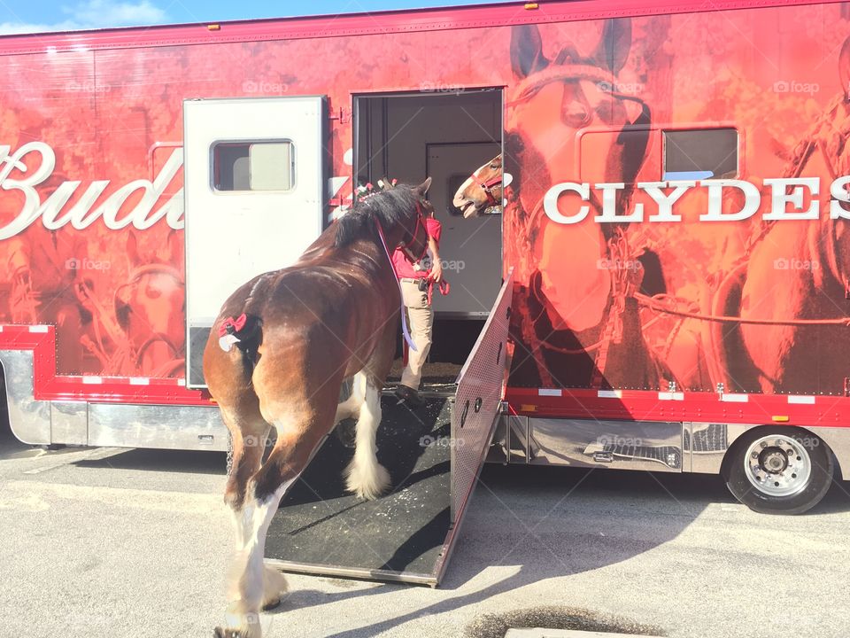 Clydesdale Budweiser horses loading into the truck