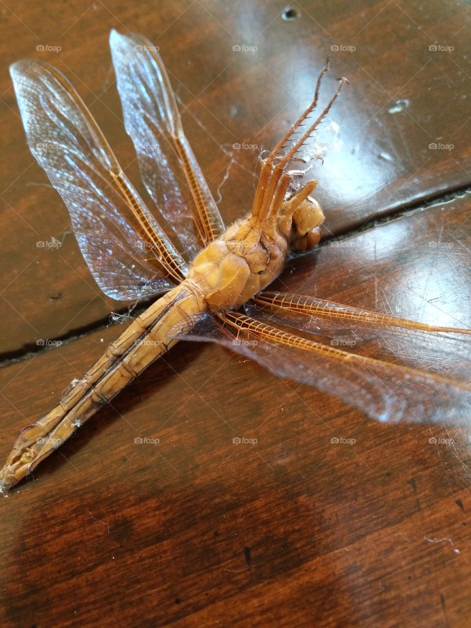 a perfectly preserved dragonfly I found at work today. The summer heat must have gotten to him.