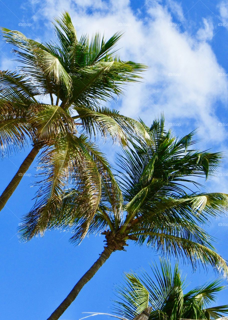 Palm Trees in Aruba