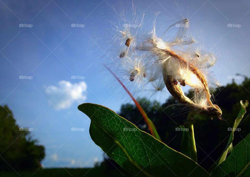 Milk thistle in Green Country