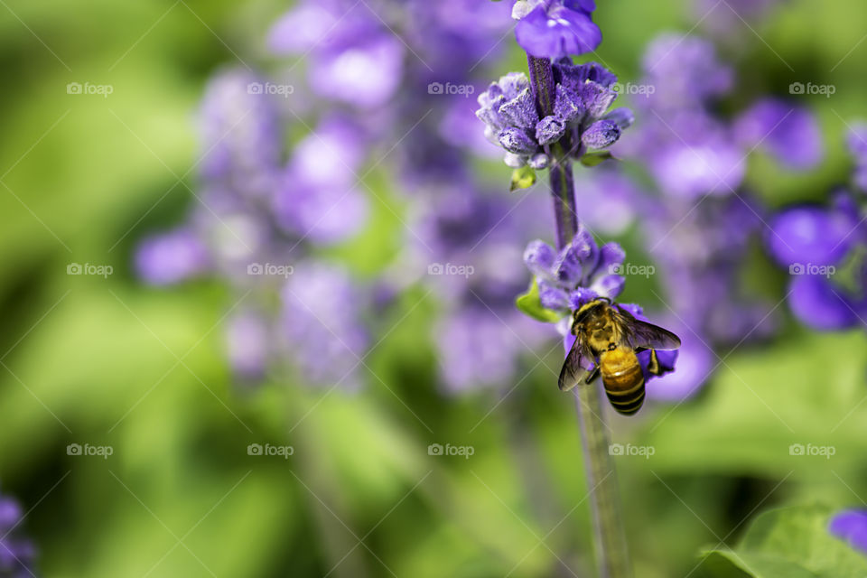 Bee on purple flowers or Lavandula angustifolia in garden