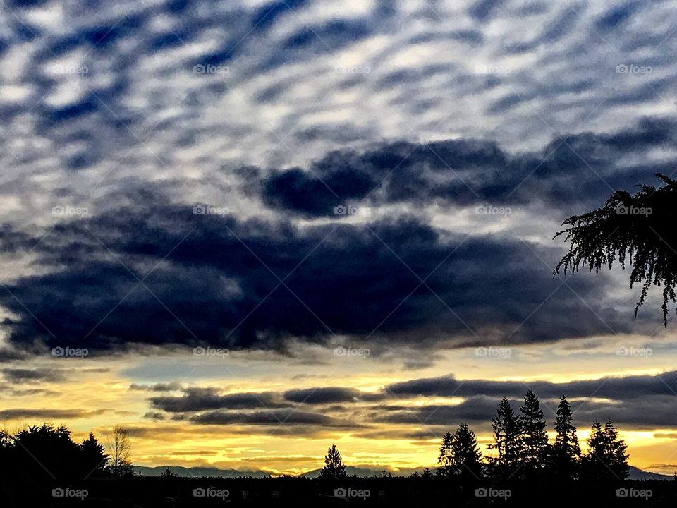 Silhouette of trees against dramatic sky