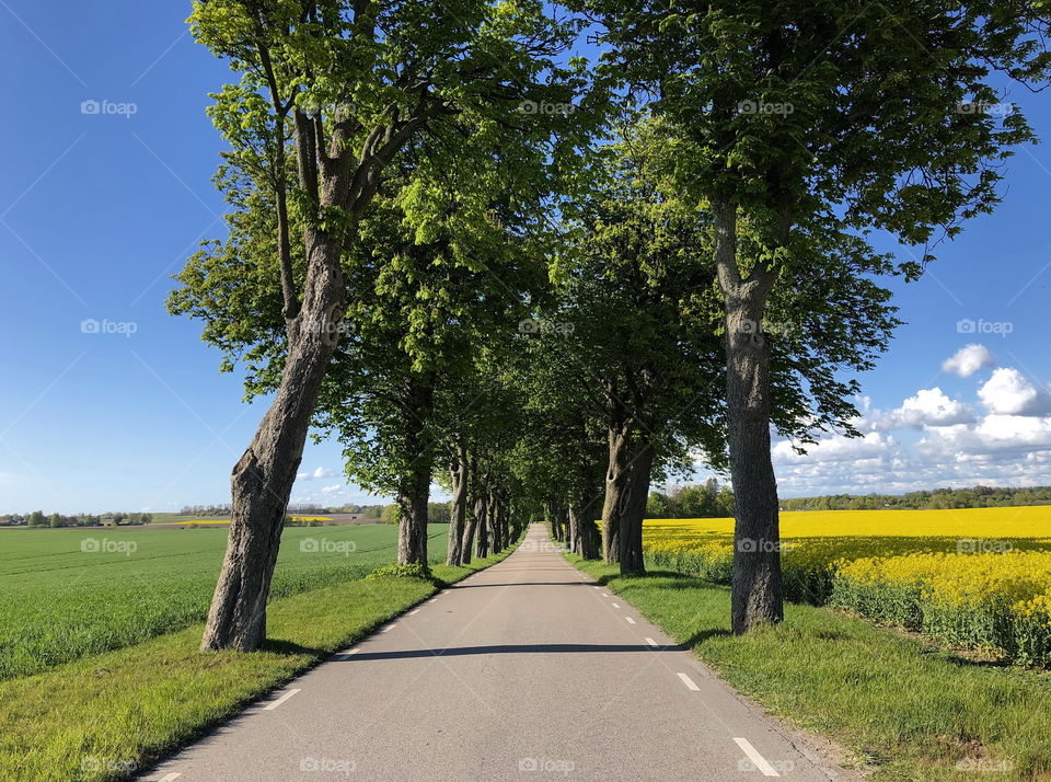 Countryroad with trees and fields in spring, Skåne, Sweden