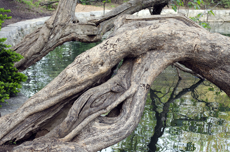 tree roots carved into. tree roots in pong carved in to 