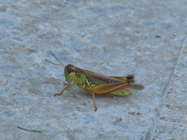 Grasshopper. Grasshopper on our patio.