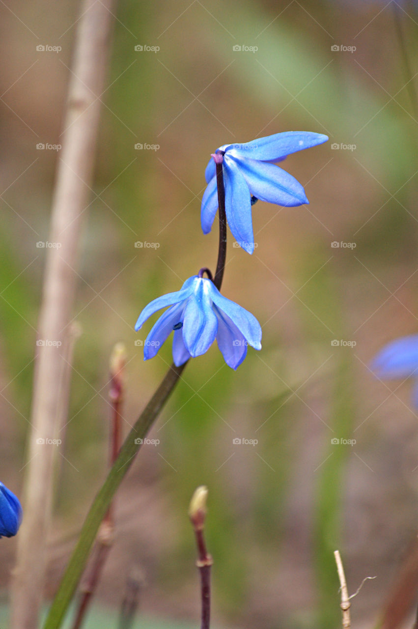 Пролеска сибирская