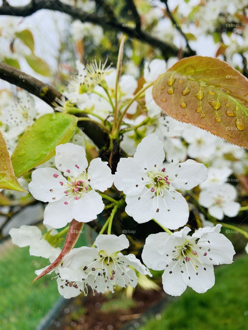 Pear flowers
