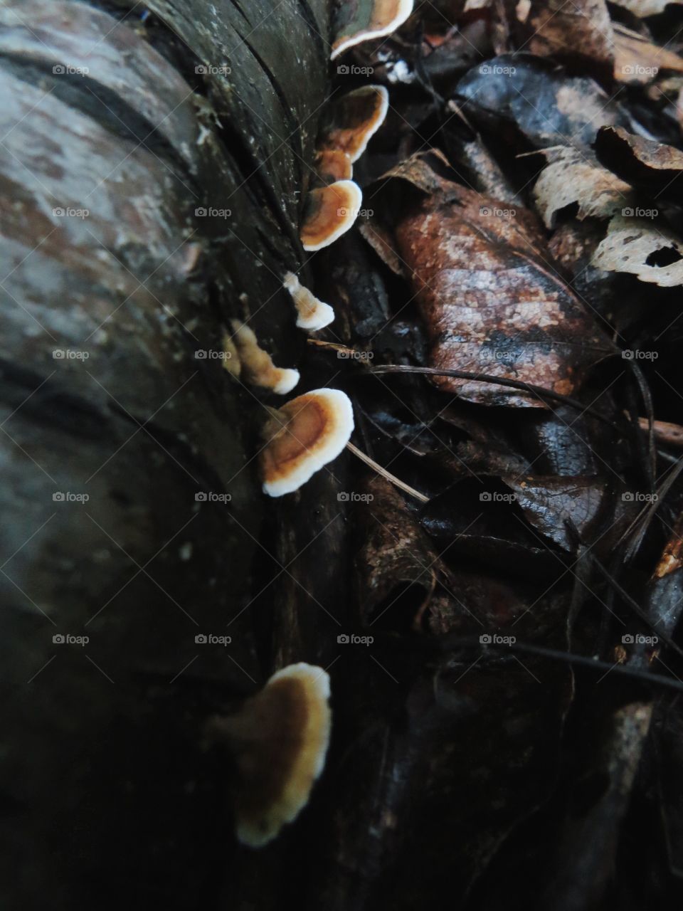 Mushrooms on a fallen branch