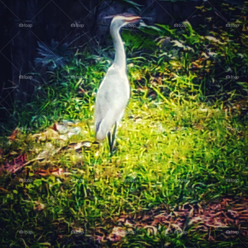 Heron