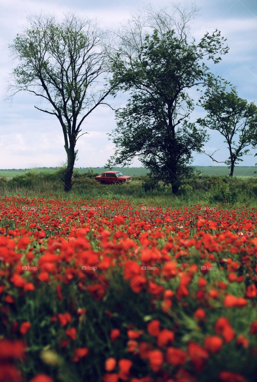 Colorful landscape with green and red nature, poppies field 