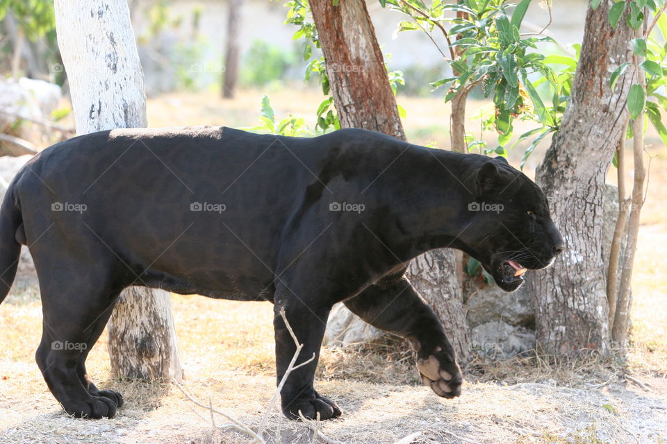 Mammal, No Person, Wildlife, Nature, Zoo