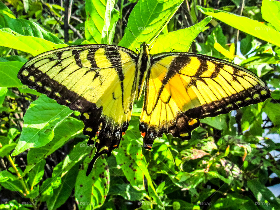 yellow swallowtail butterfly