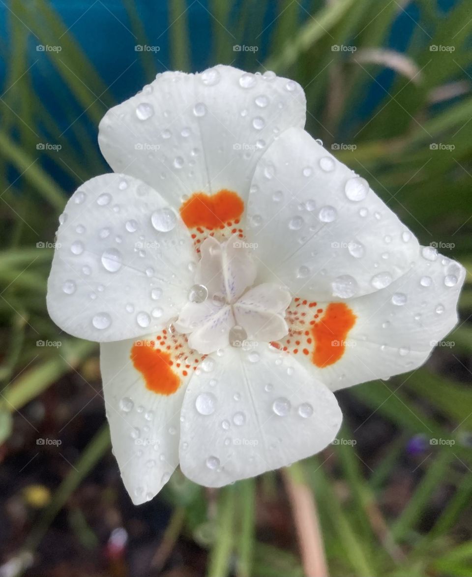 🌹 🇺🇸 Very beautiful flowers to brighten our day.  Live nature and its beauty. Did you like the delicate petals? / 🇧🇷 Flores muito bonitas para alegrar nosso dia. Viva a natureza e sua beleza. Gostaram das pétalas delicadas? 