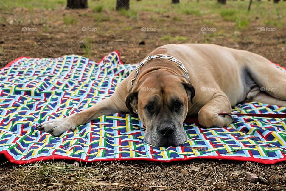 Dog laying on blanket at campground 