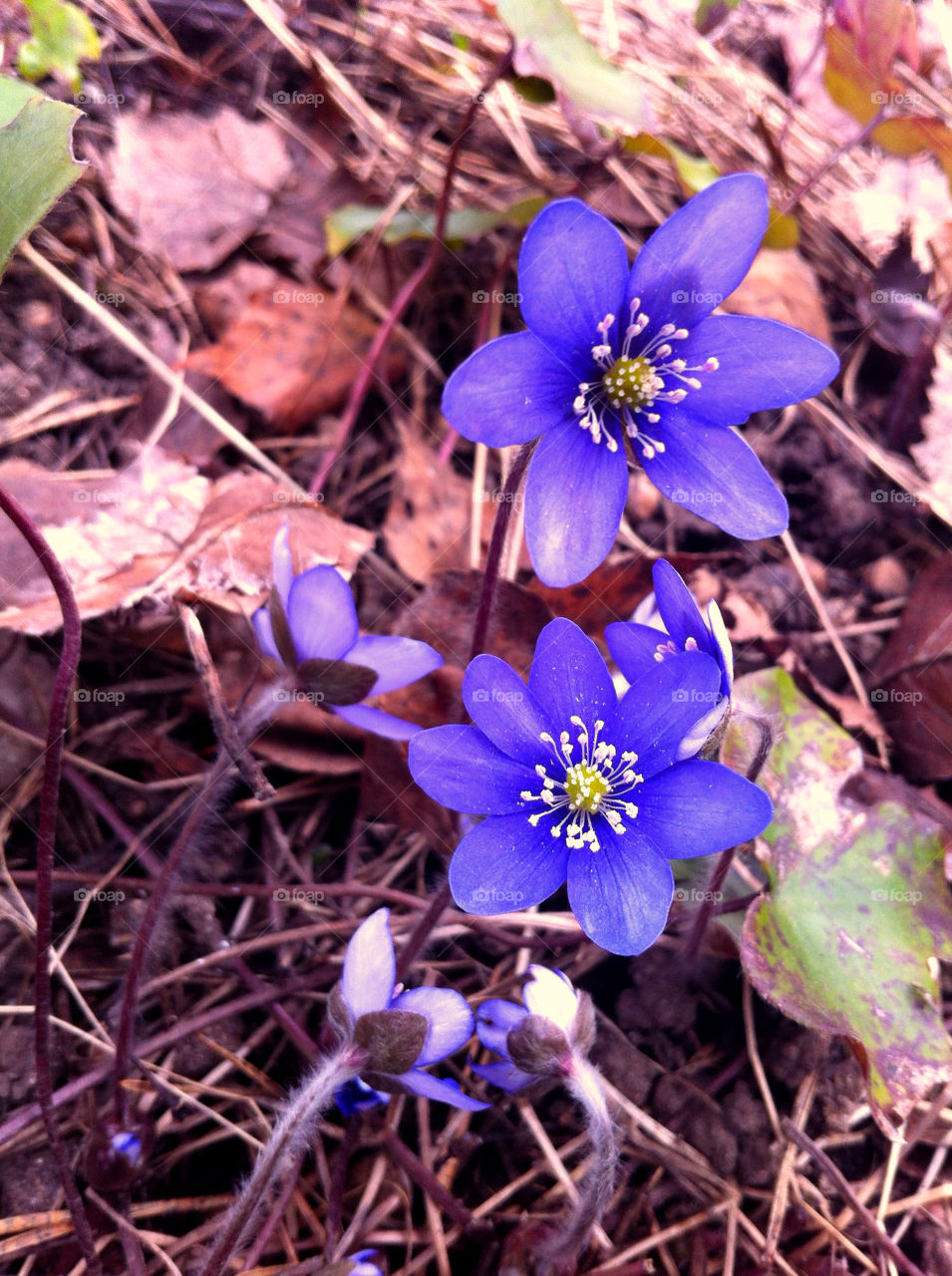 Flowering blue anemone in forest in spring