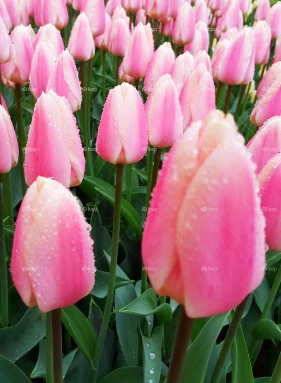 Spring tulips