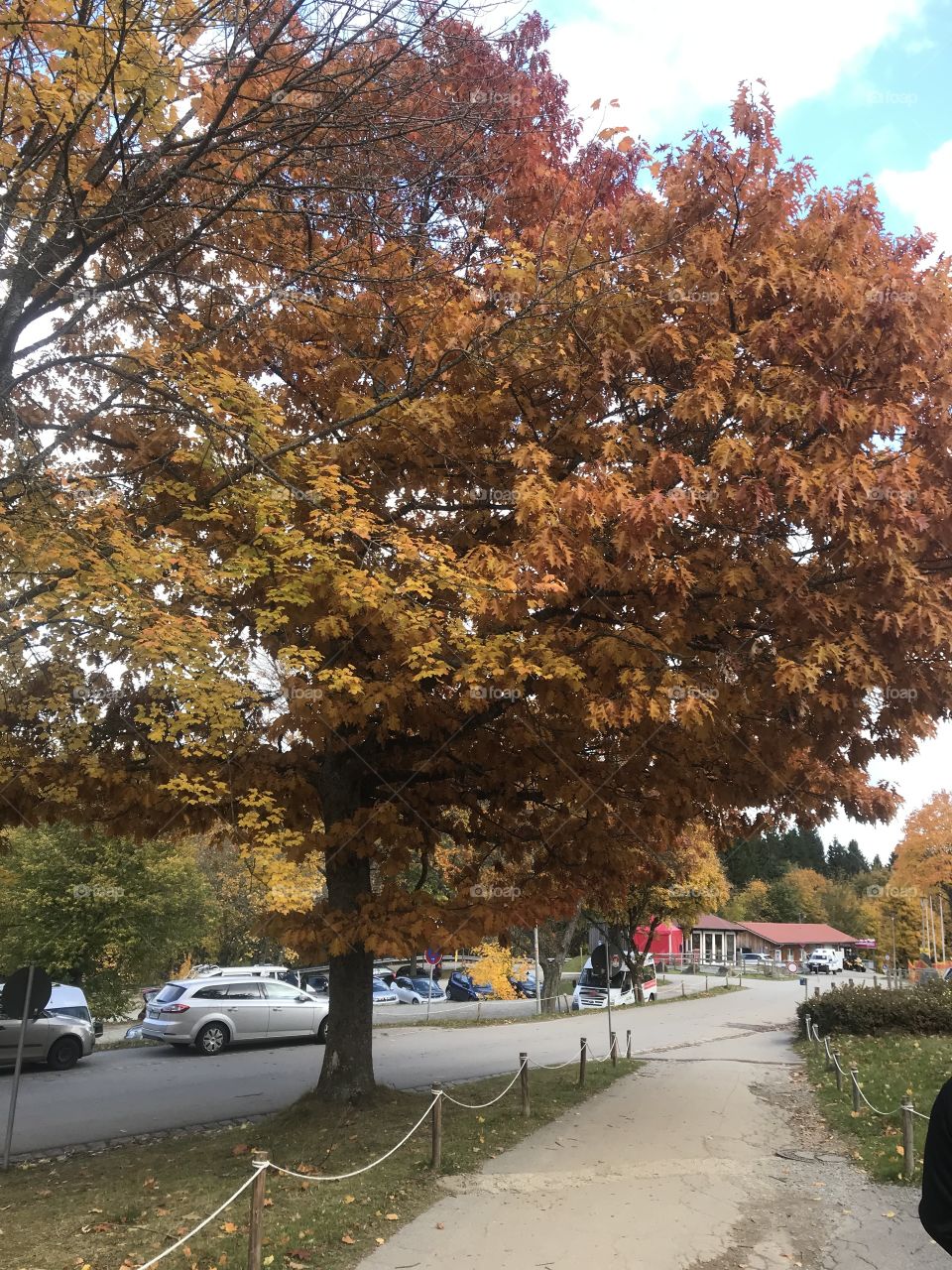Tree during fall/autumn season