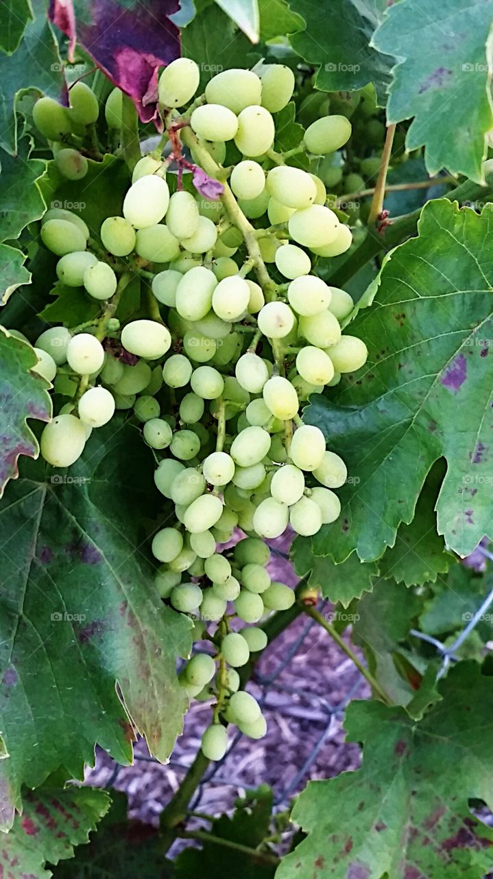 grapes. Hanging over a neighbors fence