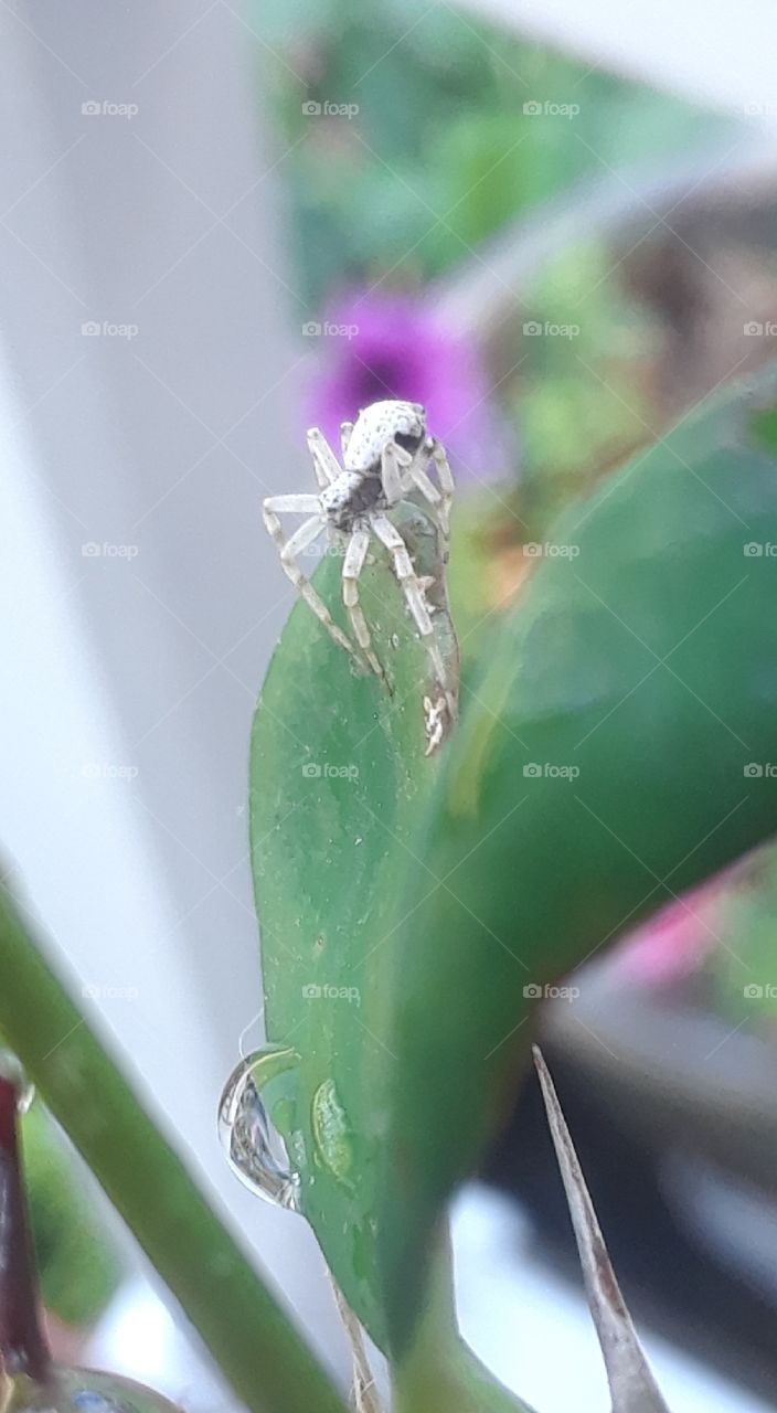 tiny white spider close up