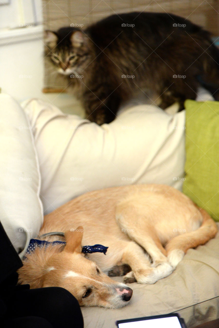 dog sleeping on a couch and cat watching him