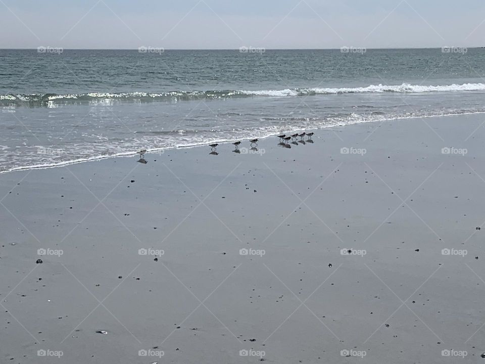 Piping Plovers at Daniel’s Head Beach 