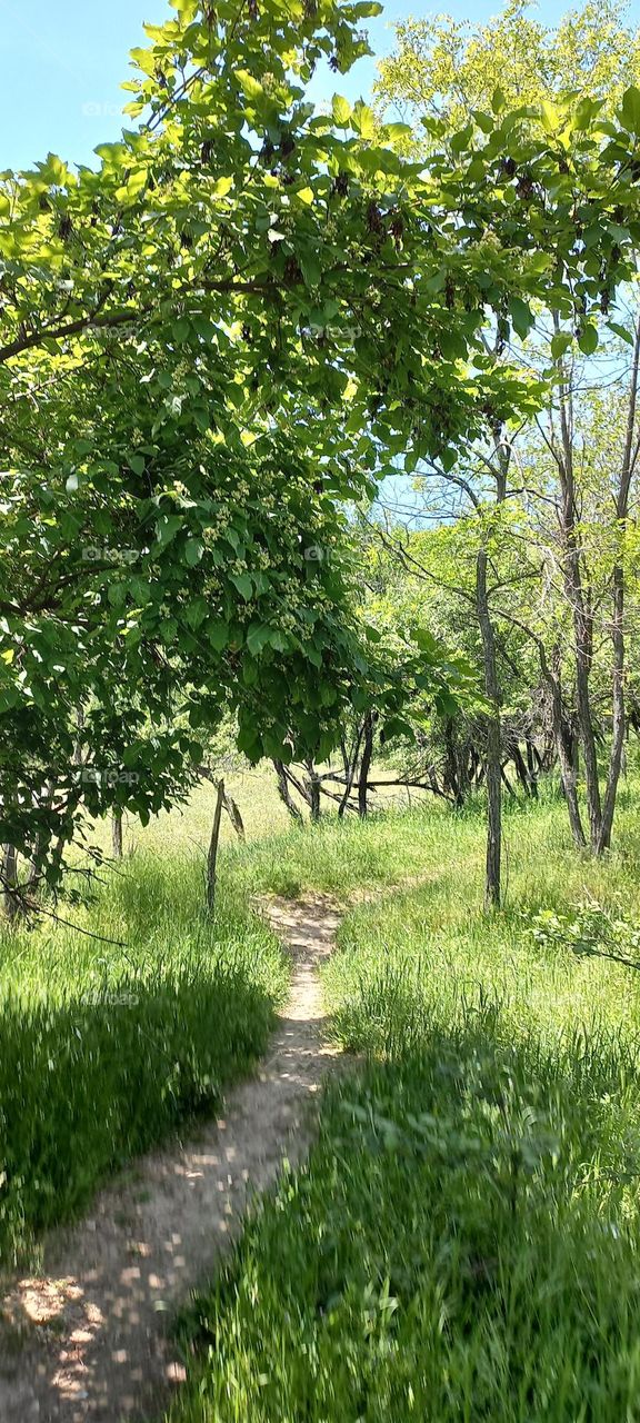 Switzerland Mountain