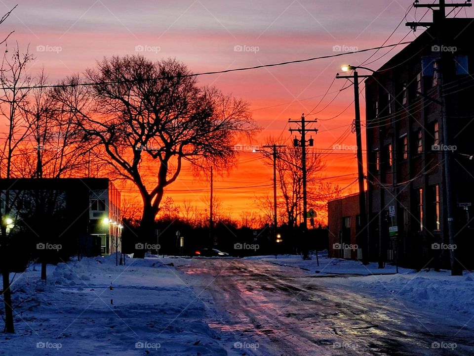 red beauty on winter