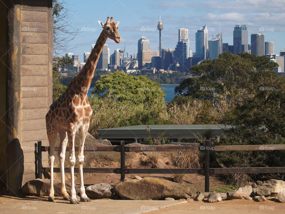 taronga zoo skyscraper zoo australia by botie2