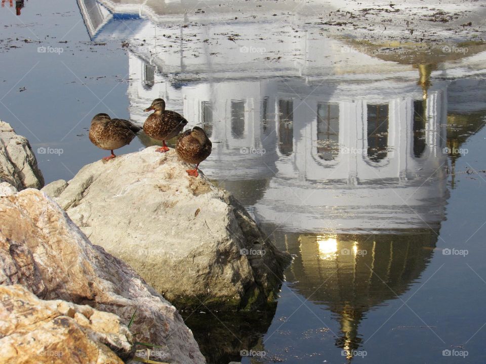 три утки у пруда