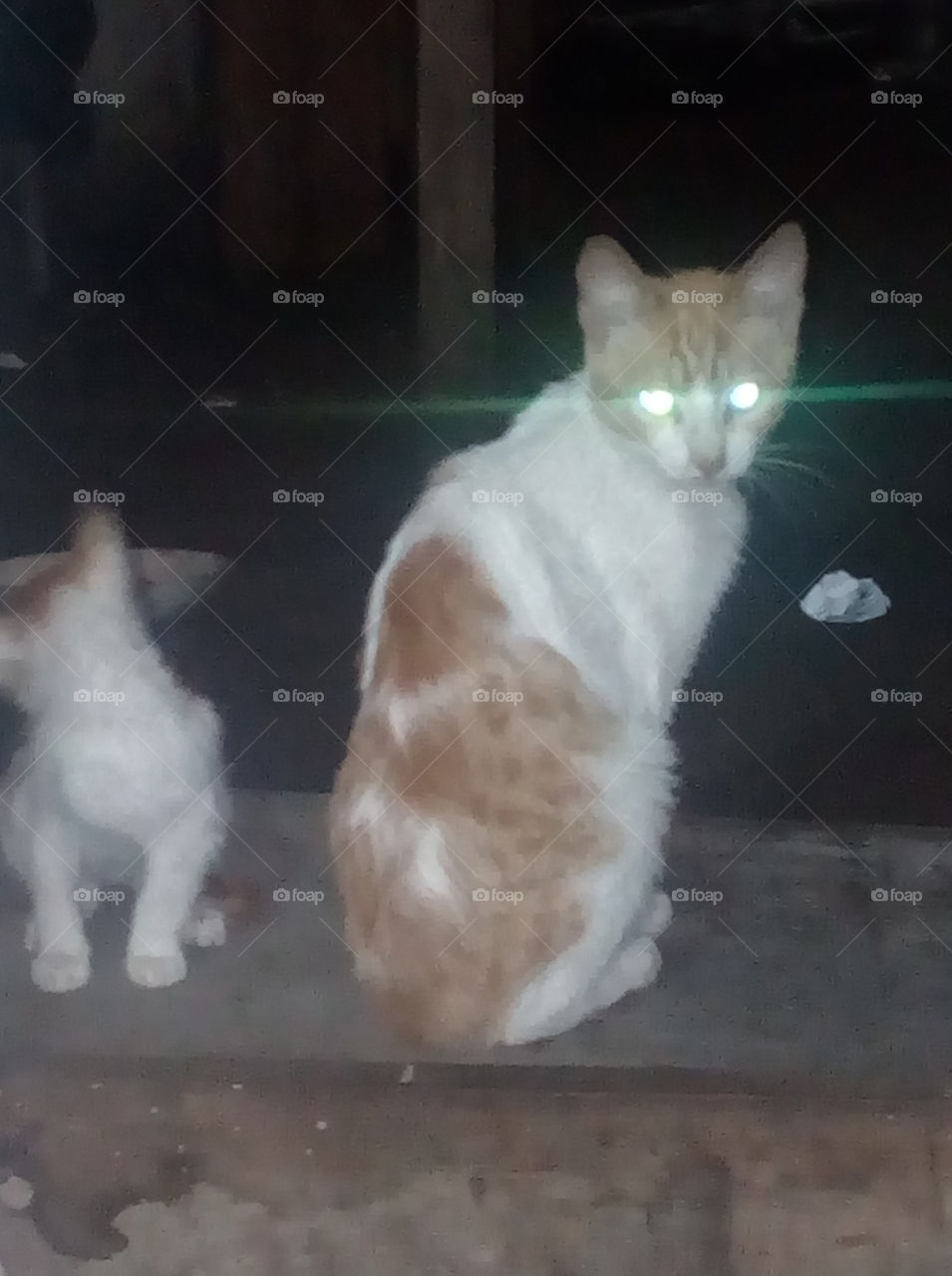 gato ojos brillantes