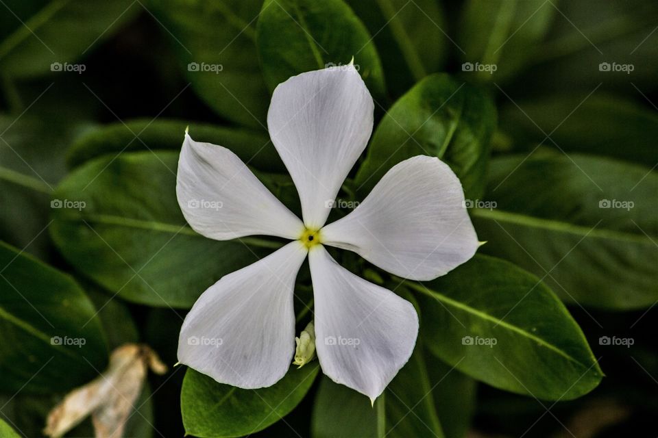 The Beautiful White Flower
