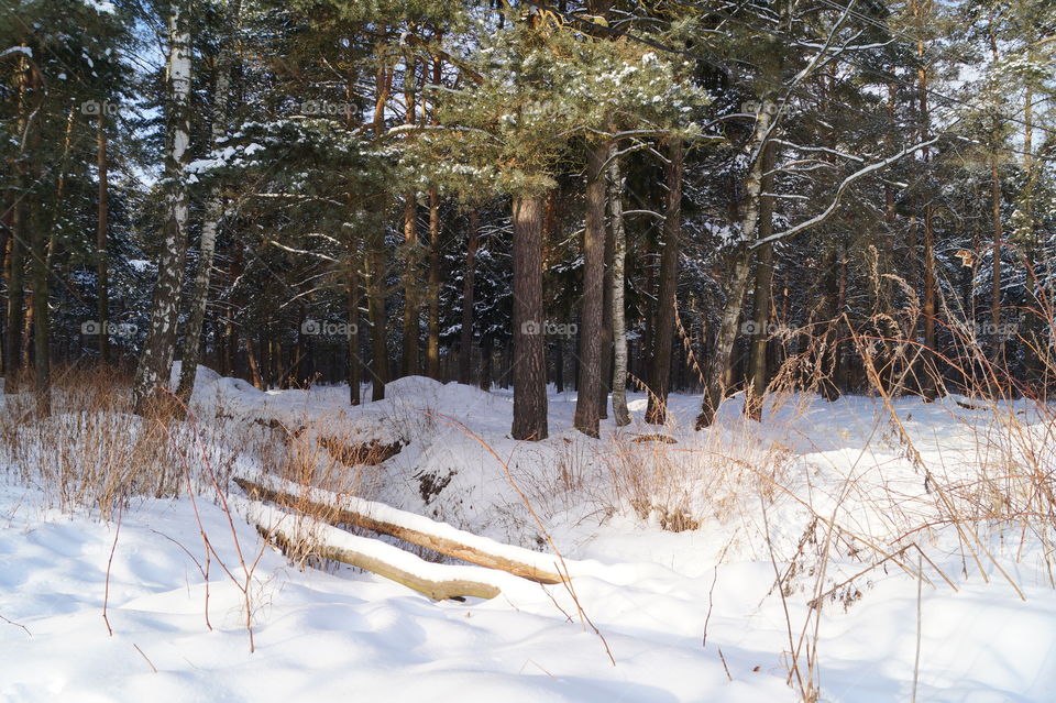 Зимний пейзаж