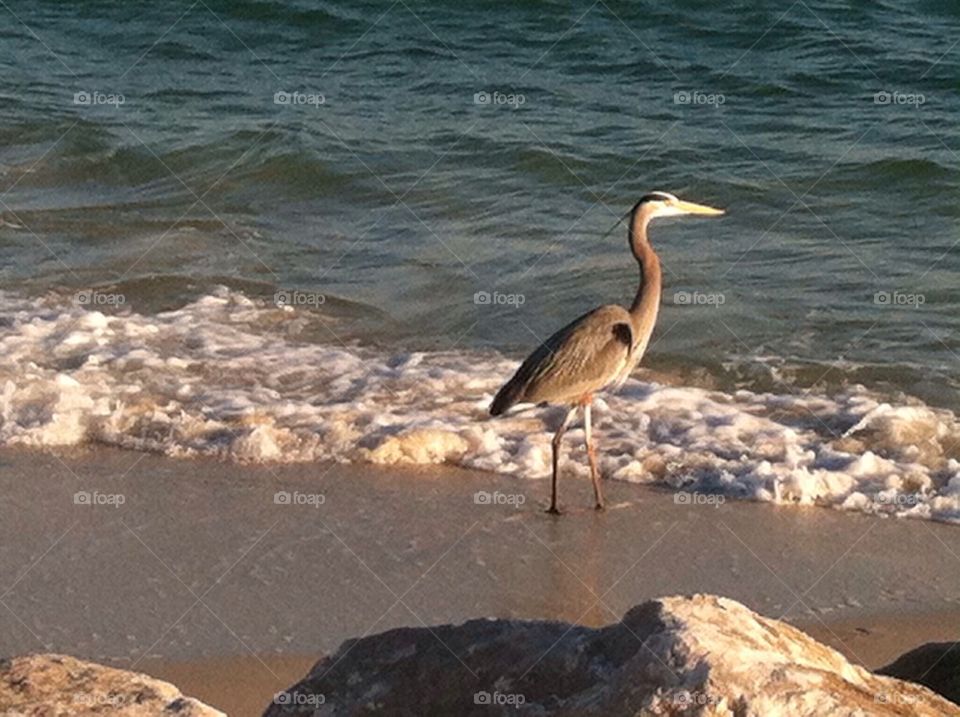 Pelican at a stance
