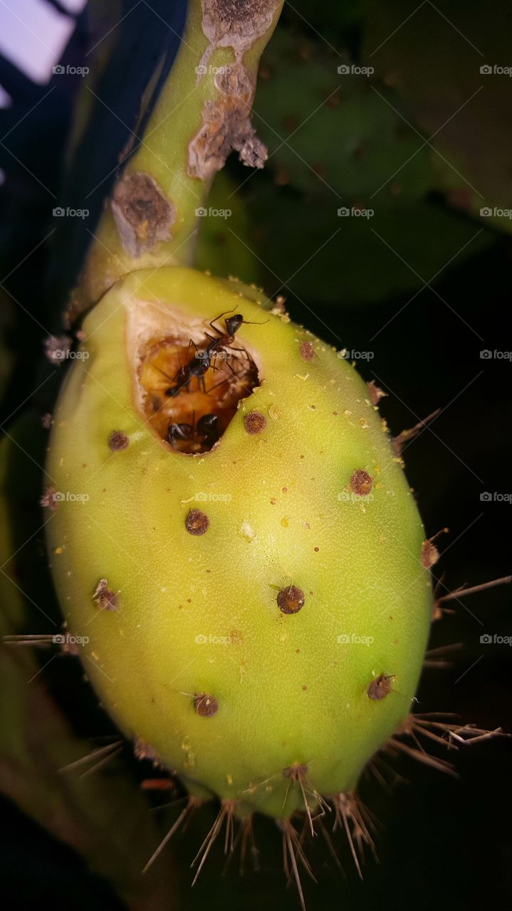 cactus fruits