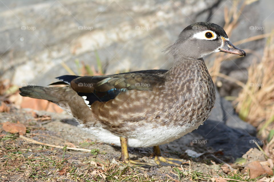 Female Wood duck profile 
