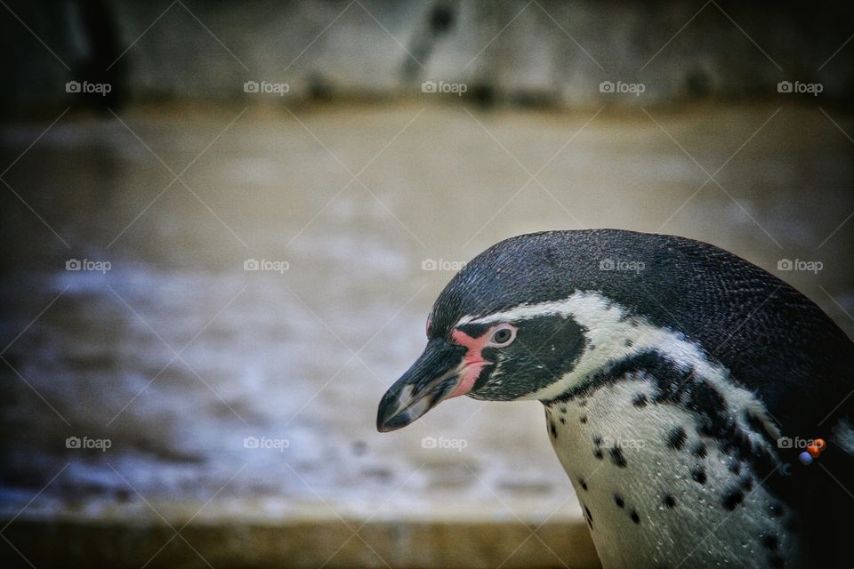 Pinguin Kamera focus Zoo Dresden
