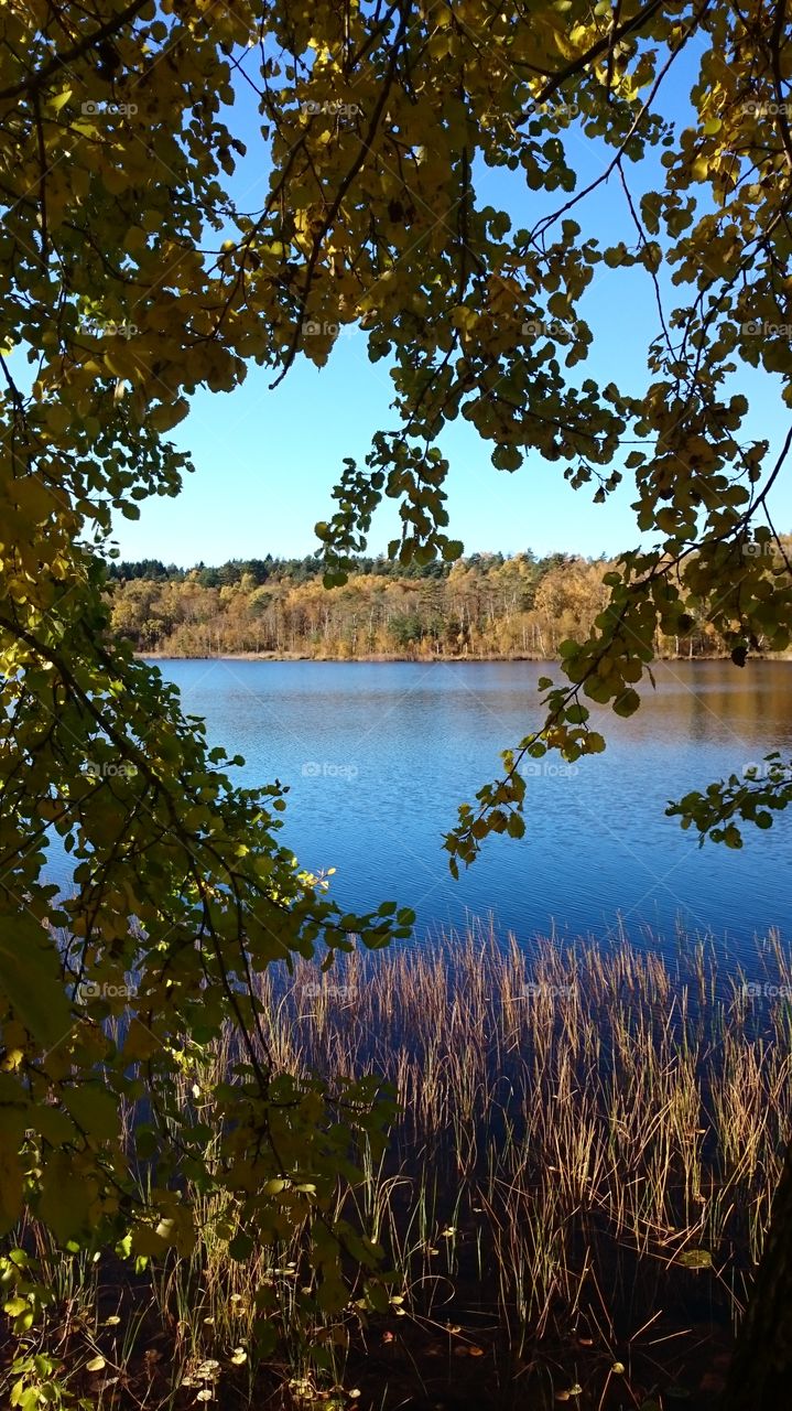 Forest near a lake