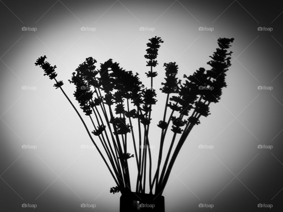Shadow of a bouquet of lavender.