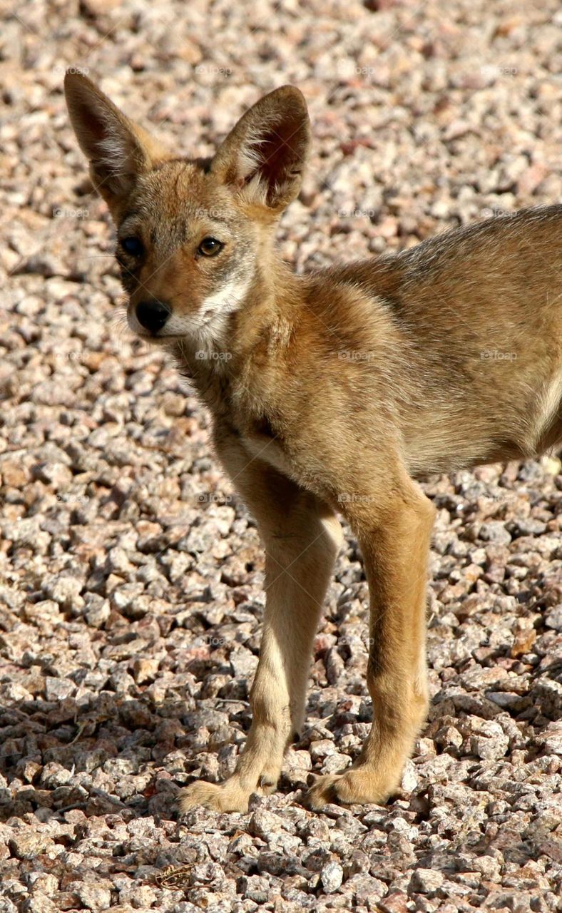 Juvenile Coyote in Arizona