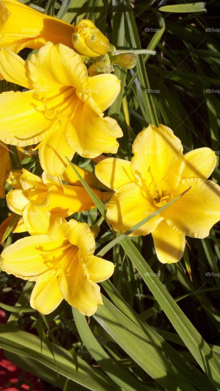 bright yellow flowers in the summer sun, soaking in  every moment of summer