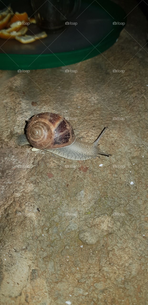Snail