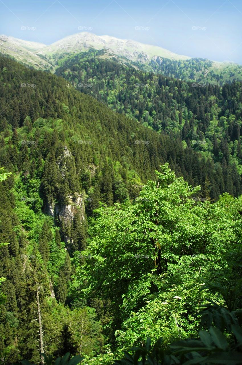 Blacksea Forests