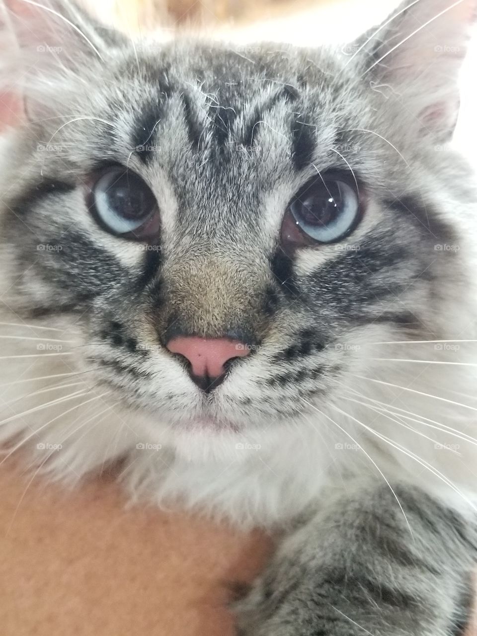Beautiful  Blue Eyed Kitty cat