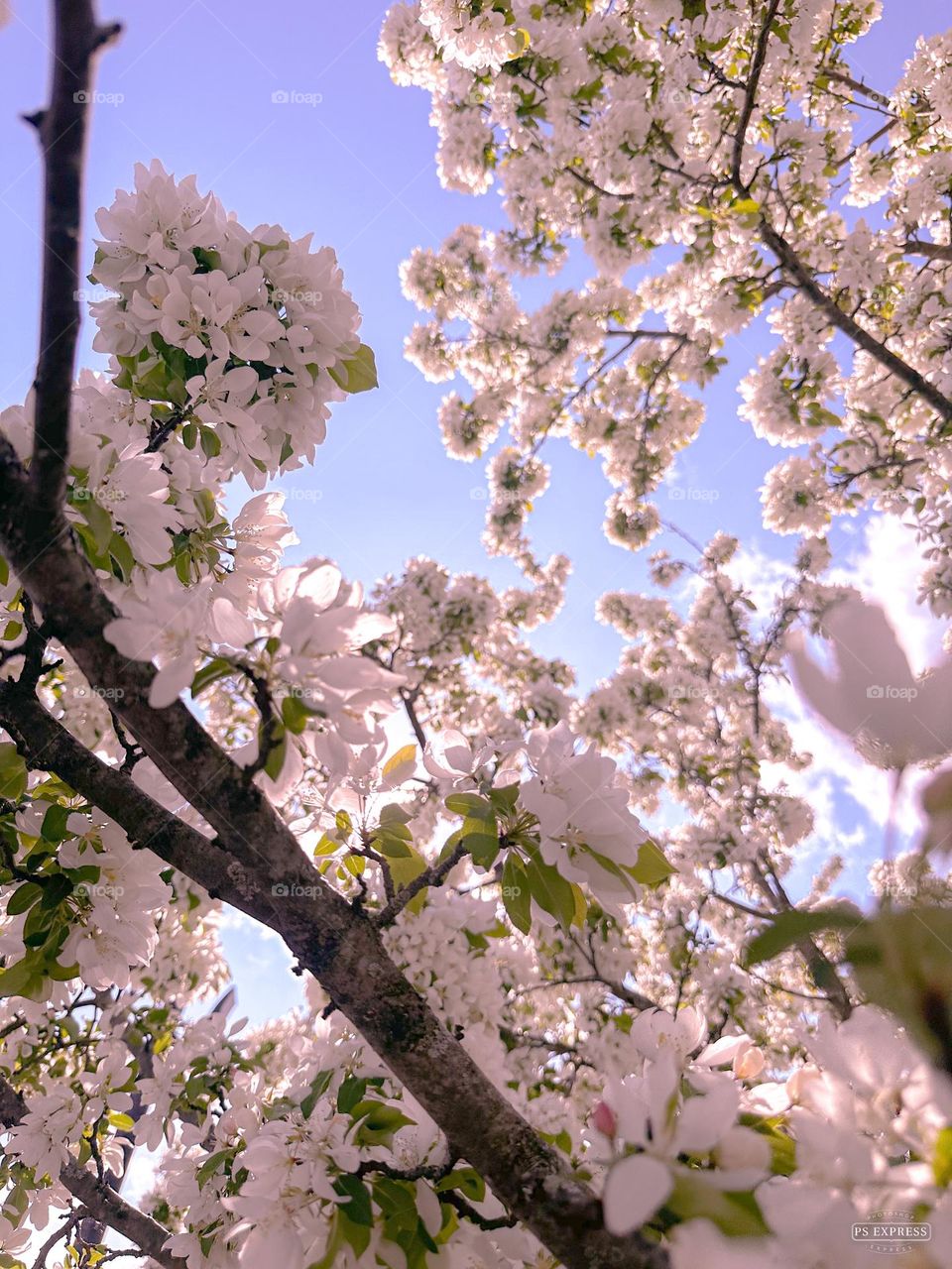 Blossoms in the sun on a day that’s perfect for everyone…