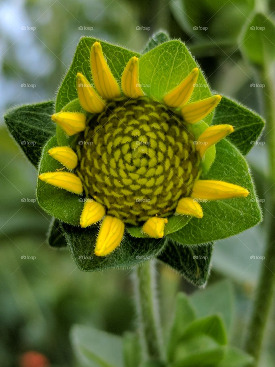 growing sunflower