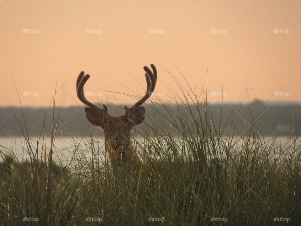 Deer,wildlife,sky, rustic